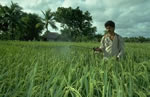 A smallholder farmer spraying pesticides on his rice paddy 